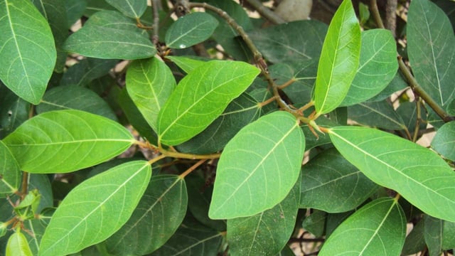 Tìm hiểu về vấn đề lá sung có tác dụng gì