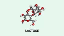 Lactose là hoạt chất gì? Tác dụng và cách dùng