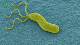 Hiểu đúng về tình trạng nhiễm vi khuẩn HP