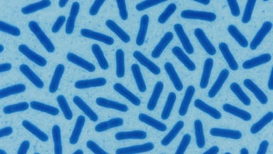 Bacillus subtilis là hoạt chất gì? Tác dụng và cách dùng