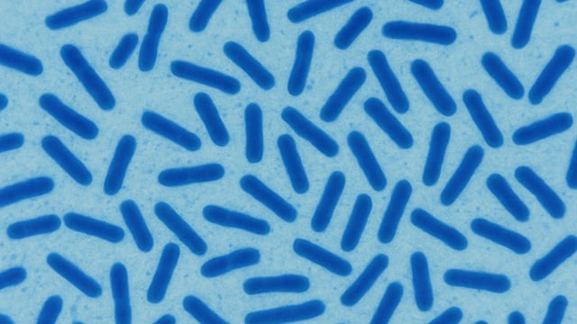 Bacillus subtilis là hoạt chất gì? Tác dụng và cách dùng