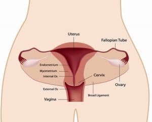 trieu-chung-viem-co-tu-cung2