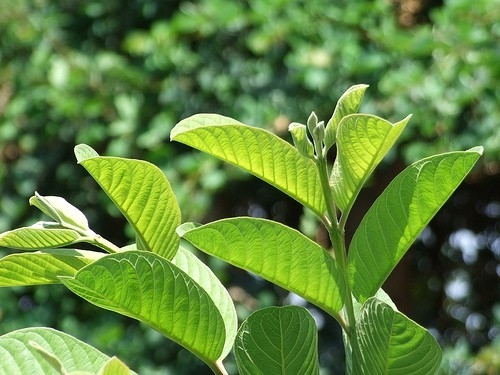 chua-dau-bung-tieu-chay-hieu-qua-bang-la-cay-trong-cuon