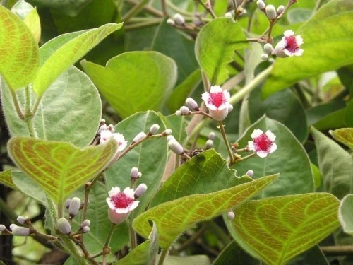 chua-dau-bung-tieu-chay-hieu-qua-bang-la-cay-trong-vuon