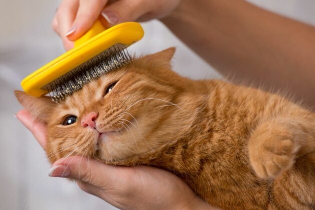 Đau mắt đỏ có thể phát sinh do lông động vật