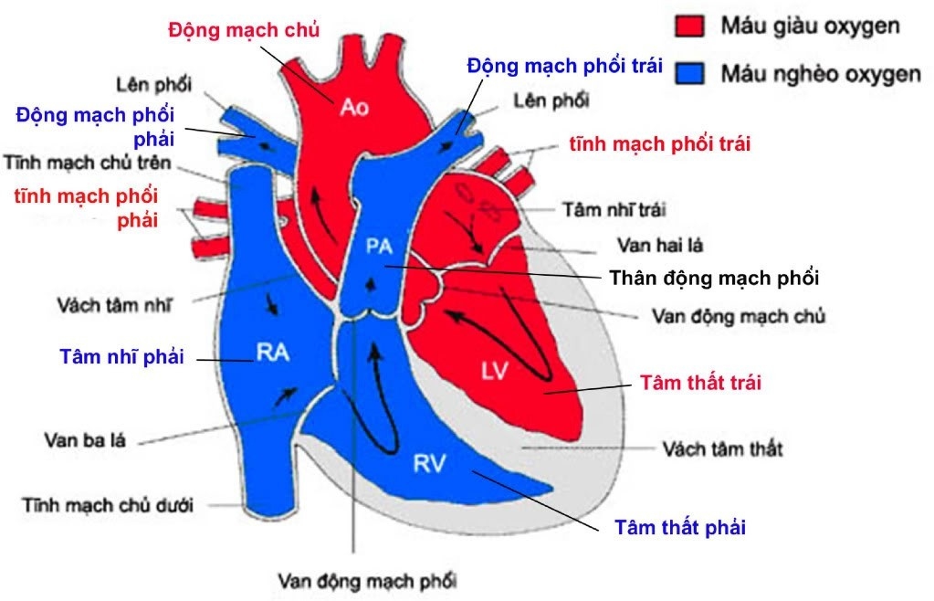 benh-tim-bam-sinh-co-phai-chi-phau-thuat-moi-khoi-duoc-khong.jpg2