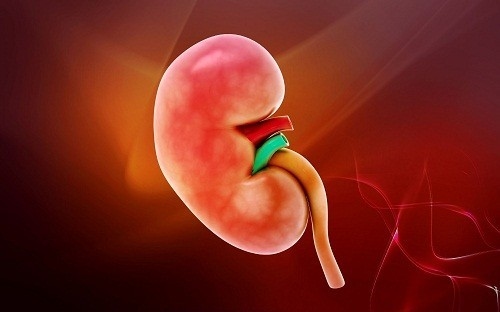 Viêm đường tiết niệu không có biện pháp điều trị kịp thời, các vi khuẩn trong bàng quang có thể di chuyển đến thận.