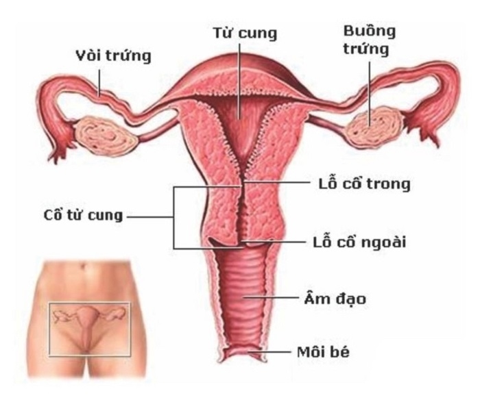 Cổ tử cung cao có ảnh hưởng đến khả năng mang thai không là thắc mắc của nhiều chị em phụ nữ