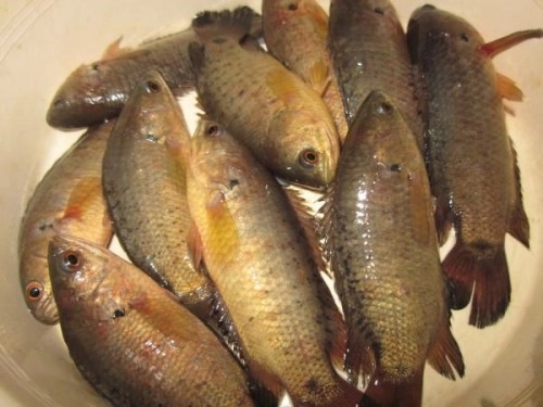 Canh cá rô đồng củ cải có tác dụng hỗ trợ điều trị bệnh Gout rất hiệu quả