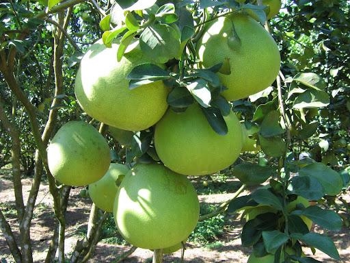 Cách chữa cảm cúm không dùng thuốc cho bà bầu6