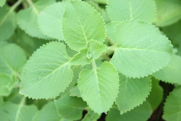 Chữa ho dứt điểm cho trẻ bằng lá húng chanh rất hiệu quả