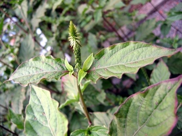 Cỏ xước là một trong các vị thuốc nam có tác dụng hỗ trợ điều trị các bệnh phong thấp, tê mỏi chân tay, đau nhức xương khớp