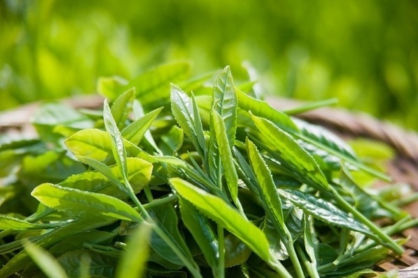 Theo nghiên cứu của Trung tâm y tế thuộc Đại học Marylan (Nhật Bản), trà xanh có chứa nhiều chất catechin, flavonoid, tannin có trong trà xanh rất có lợi cho phổi, ngăn chặn các bệnh lý cảm cúm, viêm phế quản mãn tính, hen phế quản,…