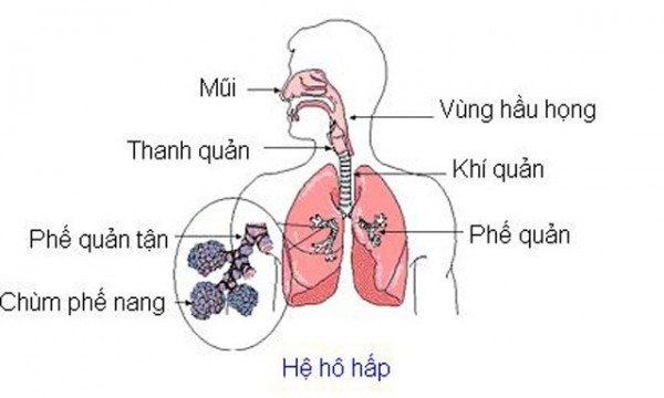 Hệ hô hấp gồm nhiều cơ quan khác nhau