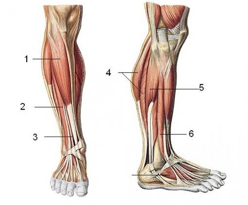 Viêm cơ có nhiều nguyên nhân gây ra