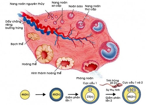 Quá trình phát triển của nang noãn trưởng thành
