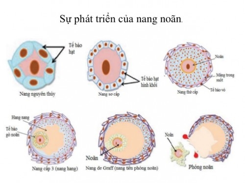 Hình ảnh về cấu tạo của nang noãn trưởng thành