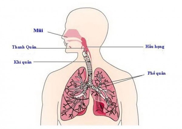 Đường hô hấp