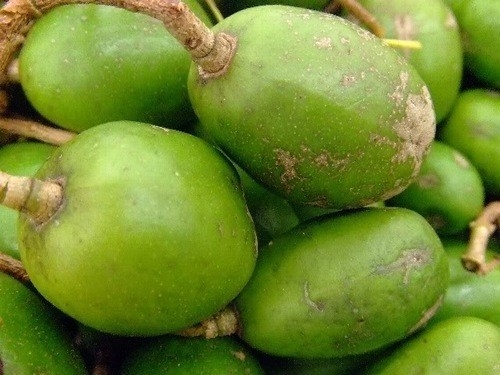 Trái cóc có tác dụng làm giảm đường trong máu đối với người bệnh tiểu đường týp II (tức là loại tiểu đường do chế độ ăn uống quá nhiều chất có đường và tinh bột sinh ra. Vì vậy có người còn gọi là bệnh tiểu đường “mắc phải”).