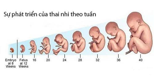 bang can nang thai nhi theo tuan