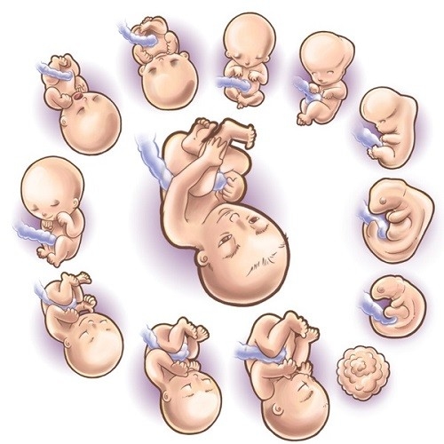 bảng cân nặng của thai nhi theo tuần chuẩn