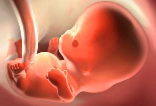 Thai nhi 8 tuần tuổi đã có những sự phát triển, hoàn thiện về hình dáng