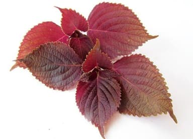 Những loại rau củ tốt cho người đau nhức xương khớp