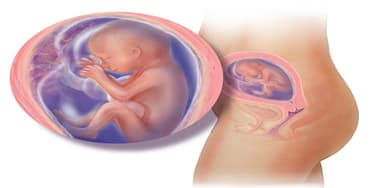 Thai 12 tuần và những biến đổi kì diệu