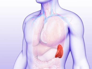 Cắt lá lách có ảnh hưởng đến sức khỏe không?