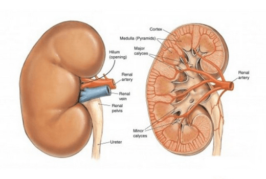 Thăm khám để được chẩn đoán và tư vấn điều trị hiệu quả khi có dấu hiệu nhiễm trùng đường tiểu