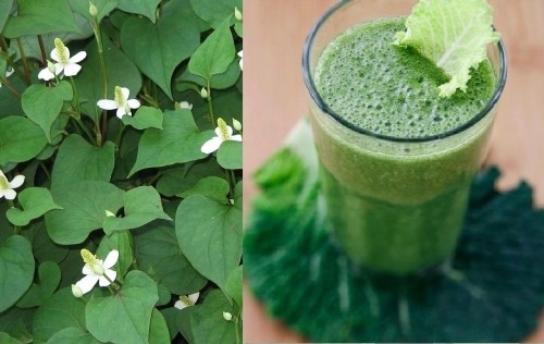 Chữa kinh nguyệt không đều bằng rau diếp cá