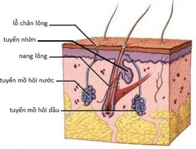 lý giải tại sao mồ hôi có mùi chua