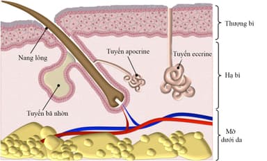 Tại sao mồ hôi có mùi chua và 6 nguyên nhân gây nên