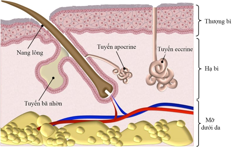 Tại sao mồ hôi có mùi chua và 6 nguyên nhân gây nên