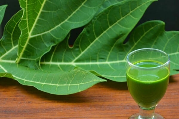 Chữa ung thư phổi bằng lá đu đủ có nguồn gốc từ câu chuyện của một bệnh nhân người Úc