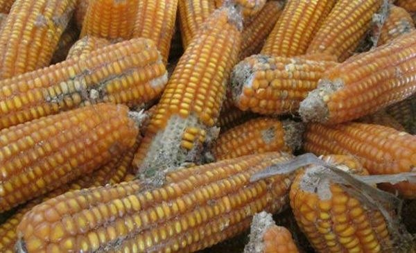 Những thực phẩm nông sản mốc chứa chất độc có thể gây ung thư gan nên chúng ta cần hết sức chú ý