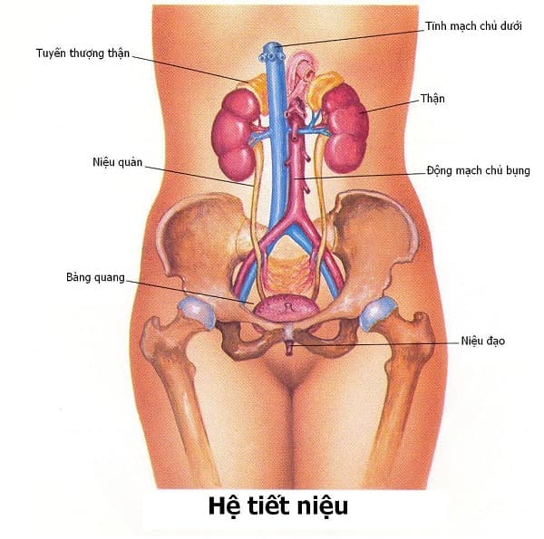 Hình ảnh mô tả viêm đường tiết niệu ở nữ giới.