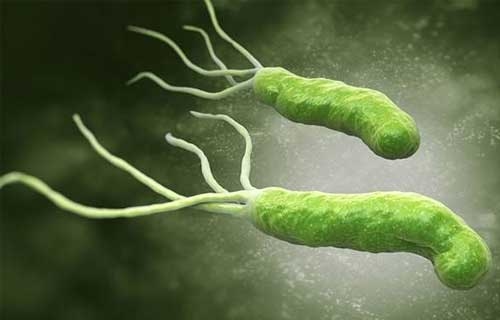 tìm hiểu vi khuẩn hp có nguy hiểm không?