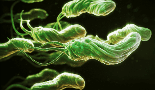 vi khuẩn hp là gì?