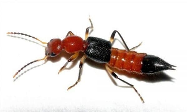 viêm da do kiến ba khoang đốt