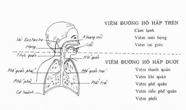 Mô tả đường hô hấp trên và dưới ở trẻ. (ảnh minh họa)
