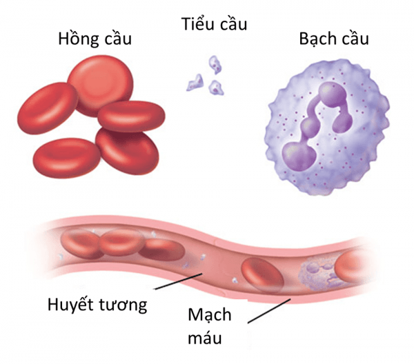 tiểu cầu là gì?