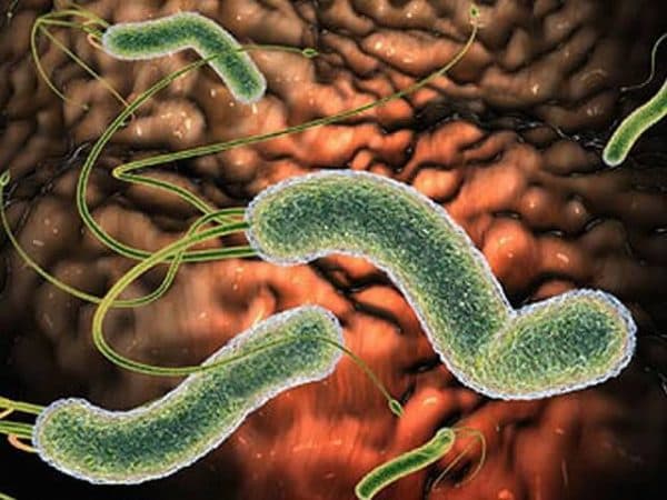 Vi khuẩn HP gây viêm loét dạ dày