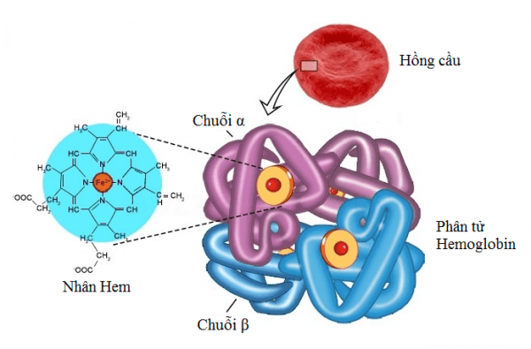 Điện di huyết sắc tố trong chẩn đoán bệnh Thalassemia