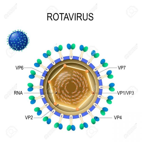rotavirus gây bệnh tiêu chảy cấp
