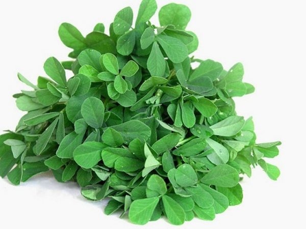 Cỏ cà ri được coi là bài thuốc tự nhiên cho bệnh tiểu đường