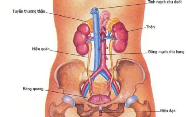 Hệ tiết niệu ở trẻ gồm những bộ phận nào