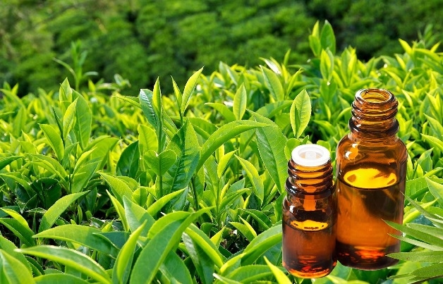 Chị em có thể sử dụng dầu trà xanh để chữa khí hư có mùi