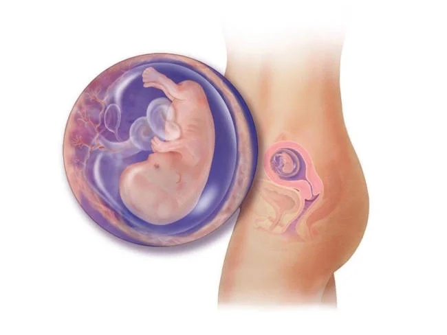 Dấu hiệu thai phát triển tốt ba tháng đầu là nỗi