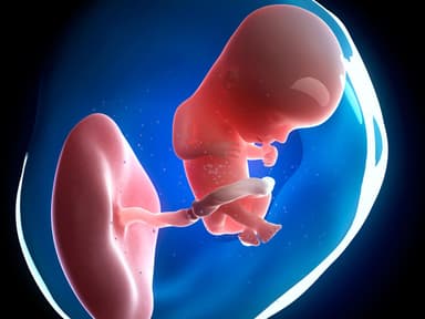 Tìm hiểu từ A đến Z quá trình phát triển của thai nhi